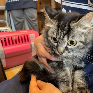 キジトラ長毛・まだ幼さが残るエスちゃん