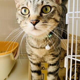 ⑤げつ　オス　キジトラ　ビビリの甘えん坊