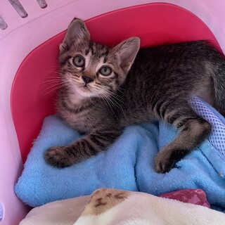 三郎キジ男の子こねこ