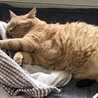 はじはんぞう