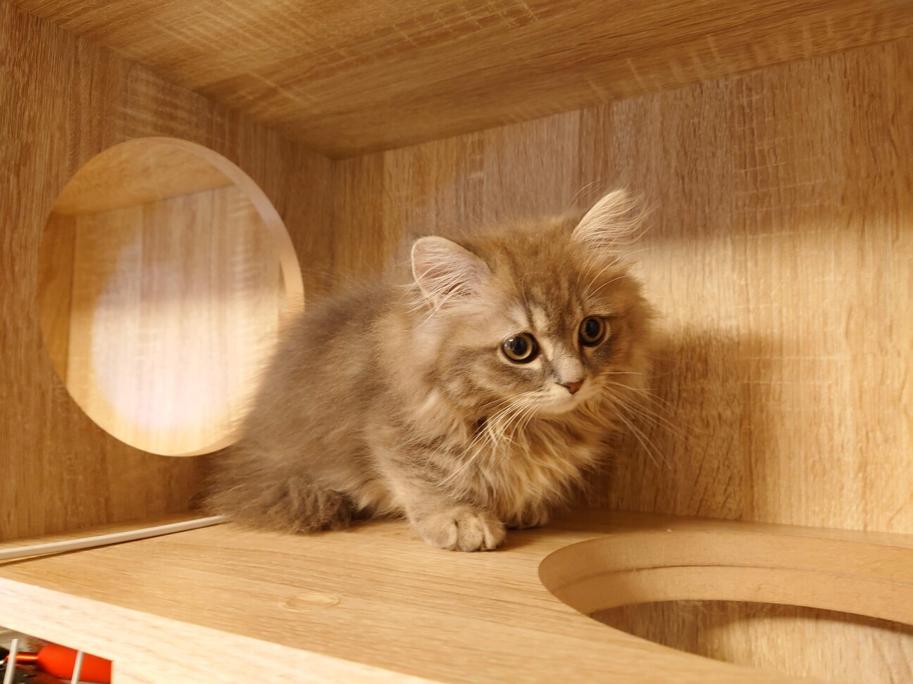 玲音（れおん）