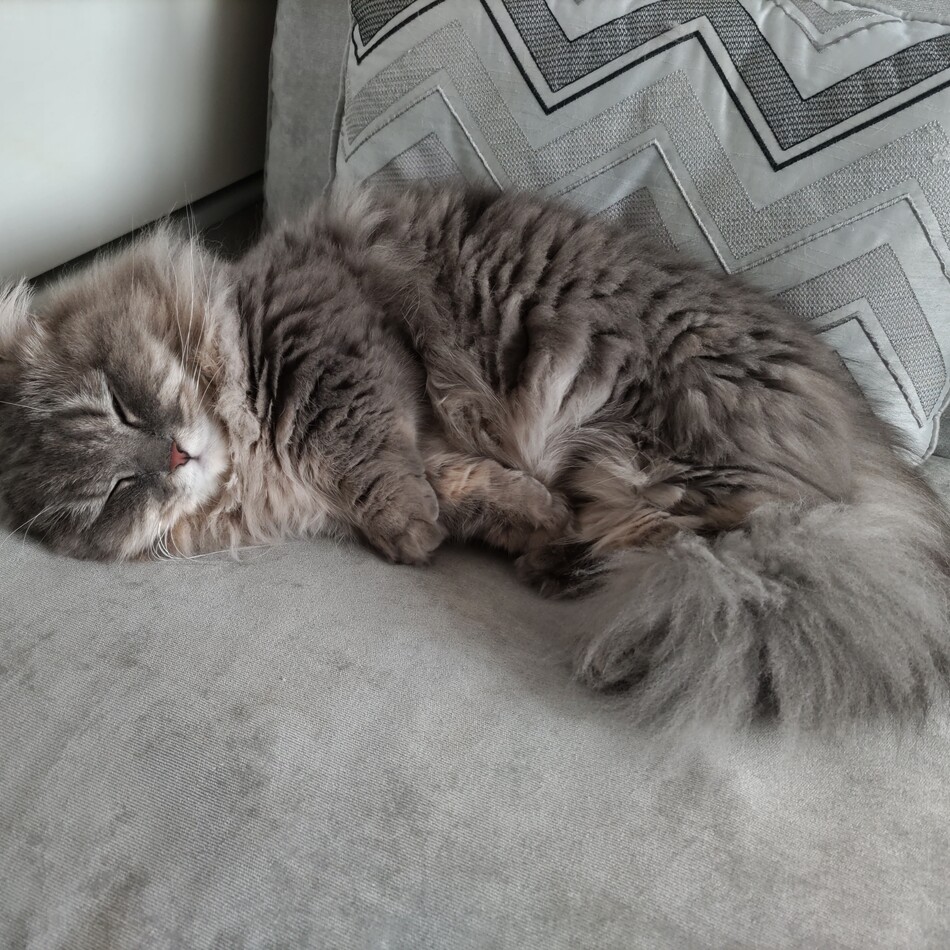 玲音（れおん）のカバー写真