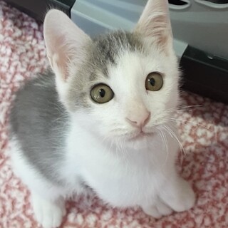 緊急募集アイラインばっちり王子！約2ヶ月