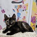 ラズベリー♀700g