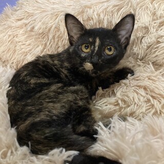 【9/14東銀座】チャリ子ちゃん★4ヵ月半♪