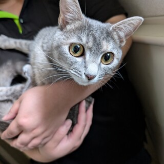 美しいパステル系サビ猫・蒼ちゃん・甘えん坊