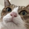 ねこのこたんたん