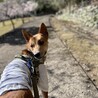 春の公園