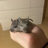 デグー赤ちゃん（7月21日生まれ）2匹里親募集中 サムネイル2