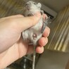 デグー赤ちゃん（7月21日生まれ）2匹里親募集中 サムネイル3