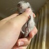 デグー赤ちゃん（7月21日生まれ）2匹里親募集中 サムネイル4