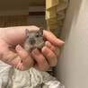 デグー赤ちゃん（7月21日生まれ）2匹里親募集中 サムネイル5