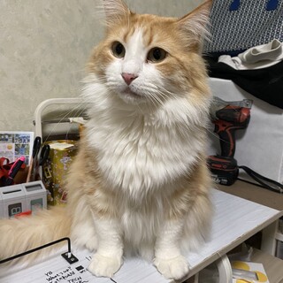 ぽっちゃりな大人しい男の子！