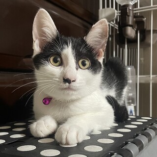 ３ヶ月子猫白黒女の子