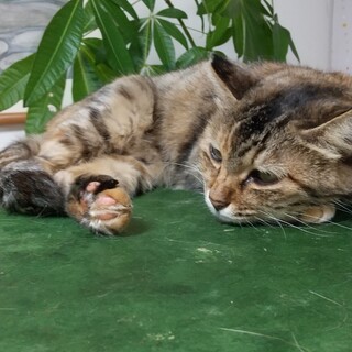 【急募】保護猫11歳雌