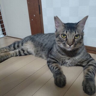 人慣ればっちりハーレー♡