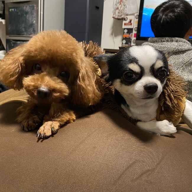 トミーヤーヤのカバー写真