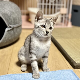 先住猫に甘えたいサバ白の女の子