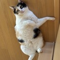 可愛い三毛猫です