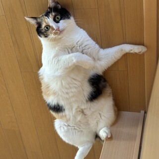 可愛い三毛猫です