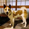 ハク