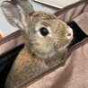 うさぎ2匹の里親探しております サムネイル2