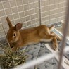 うさぎ2匹の里親探しております サムネイル3