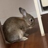 うさぎ2匹の里親探しております サムネイル4