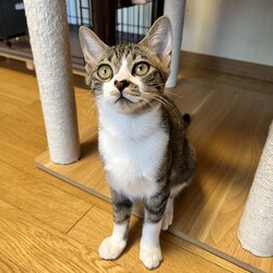 保護猫譲渡会 サムネイル2