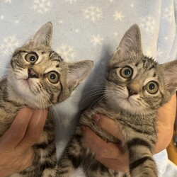 保護猫譲渡会 サムネイル3