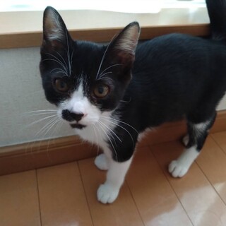 優しいハチワレの男の子