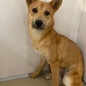 巻き尾がチャームポイントの【ぽんぽん】ちゃん