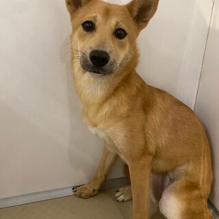 巻き尾がチャームポイントの【ぽんぽん】ちゃん