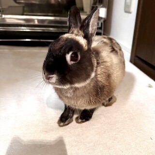 保護うさぎ・おとなし男子のんちゃん（みなとみらい）