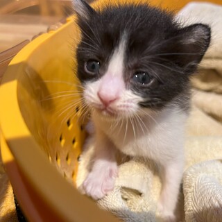 ささも：元気いっぱい！