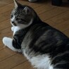 の写真