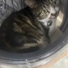の写真