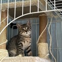 猫には懐っこい 子猫ちゃん