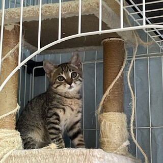 猫には懐っこい 子猫ちゃん