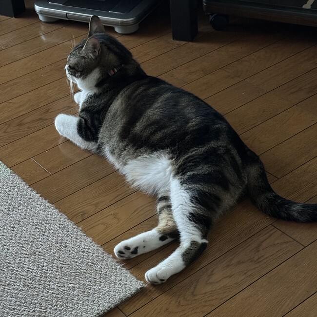 yumiomiのカバー写真