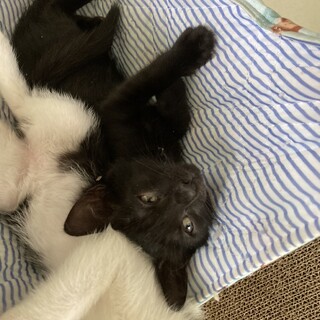 可愛い子猫の黒猫マイク君
