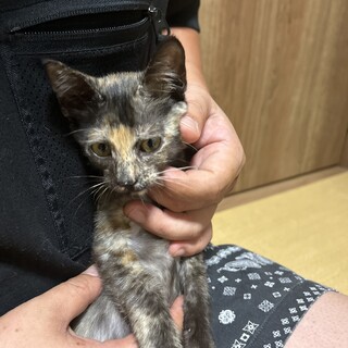 生後3ヶ月程の三兄弟♡ サビの女の子