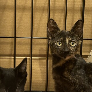 生後3ヶ月程の三兄弟♡サビの女の子２