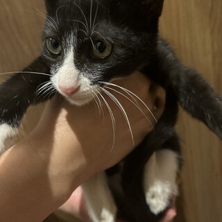 生後３ヶ月程の三兄弟♡ハチワレの男の子