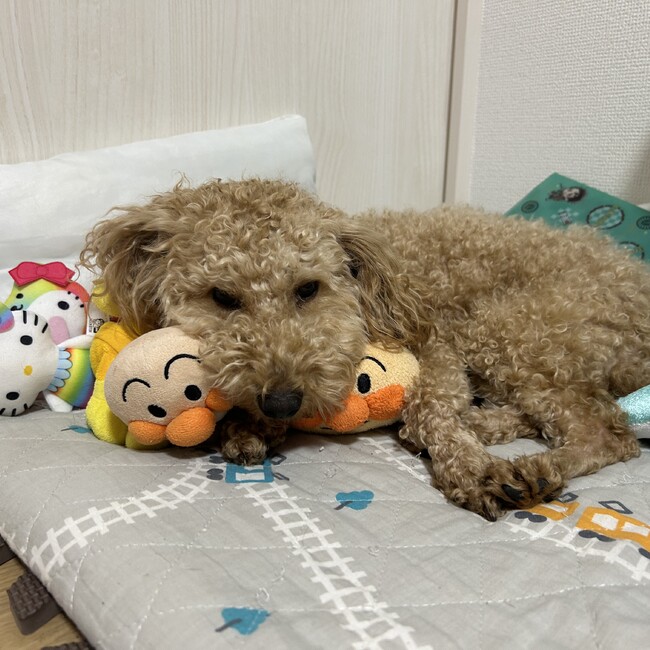 しゆうせいのカバー写真