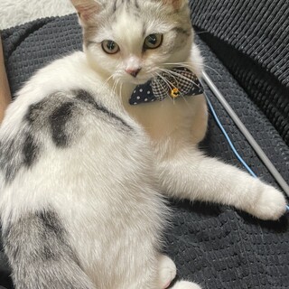 甘えん坊スコティッシュの里親さま募集中です。