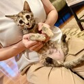 猫も人も大好きなデコちゃん、4ヶ月！