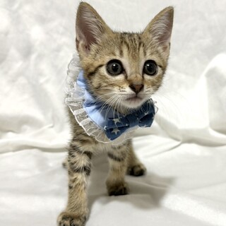 元気いっぱいひーふーみー三兄妹！みーくん2か月