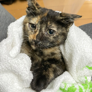 【募集終了】「サビ沼」にハマろう！