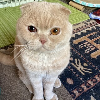 ベージュのスコティッシュ！甘えん坊の男の子